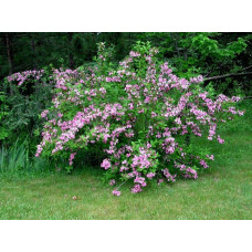 Вейгела гібридна Розеа | Weigela hybrida Rosea | Вейгела гибридная Розеа
