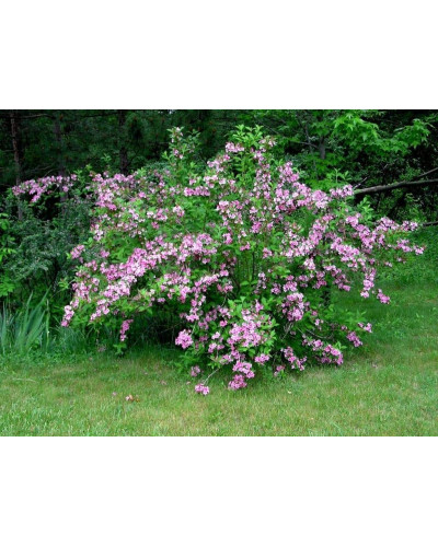 Вейгела гібридна Розеа | Weigela hybrida Rosea | Вейгела гибридная Розеа