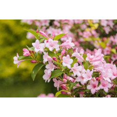 Вейгела гібридна Розеа | Weigela hybrida Rosea | Вейгела гибридная Розеа