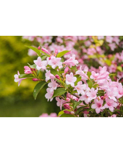 Вейгела гібридна Розеа | Weigela hybrida Rosea | Вейгела гибридная Розеа