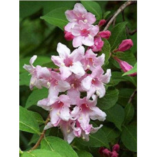 Вейгела гібридна Розеа | Weigela hybrida Rosea | Вейгела гибридная Розеа