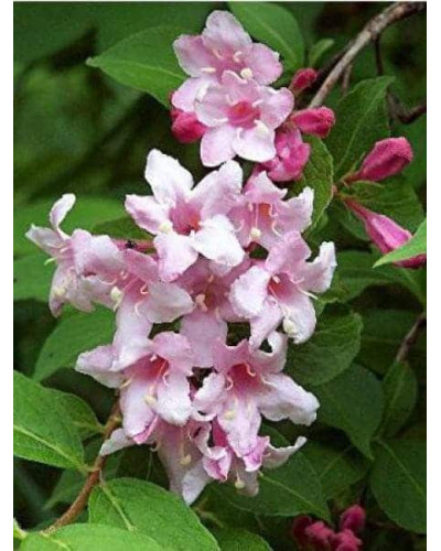 Вейгела гібридна Розеа | Weigela hybrida Rosea | Вейгела гибридная Розеа