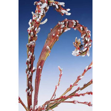 Верба удинська Секка | Salix udensis Sekka | Ива удская Секка