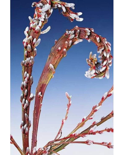 Верба удинська Секка | Salix udensis Sekka | Ива удская Секка