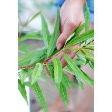 Верба удинська Секка | Salix udensis Sekka | Ива удская Секка