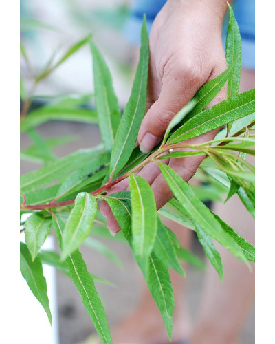 Верба удинська Секка | Salix udensis Sekka | Ива удская Секка