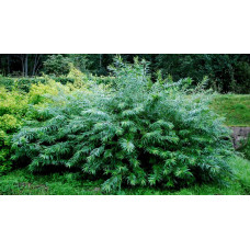 Верба удинська Секка | Salix udensis Sekka | Ива удская Секка