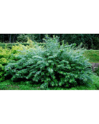 Верба удинська Секка | Salix udensis Sekka | Ива удская Секка