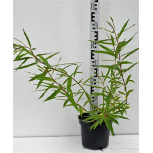 Верба удинська Секка | Salix udensis Sekka | Ива удская Секка