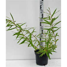 Верба удинська Секка | Salix udensis Sekka | Ива удская Секка
