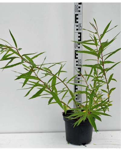 Верба удинська Секка | Salix udensis Sekka | Ива удская Секка