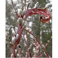 Верба удинська Секка | Salix udensis Sekka | Ива удская Секка