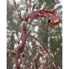 Верба удинська Секка | Salix udensis Sekka | Ива удская Секка