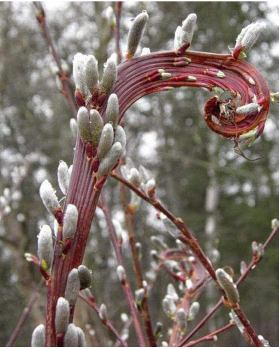 Верба удинська Секка | Salix udensis Sekka | Ива удская Секка