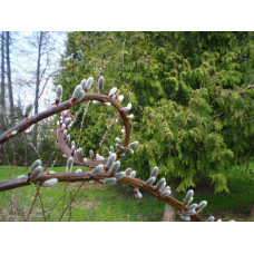 Верба удинська Секка | Salix udensis Sekka | Ива удская Секка