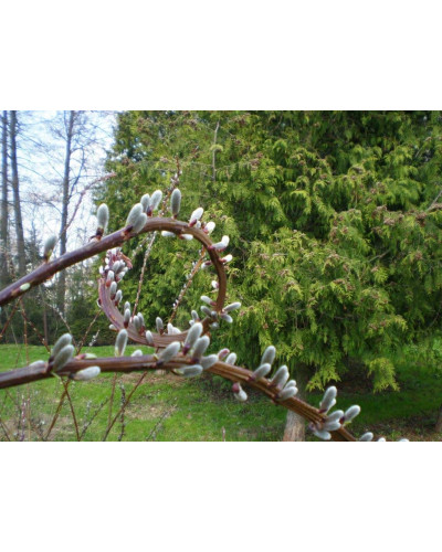 Верба удинська Секка | Salix udensis Sekka | Ива удская Секка