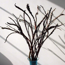 Верба удинська Секка | Salix udensis Sekka | Ива удская Секка
