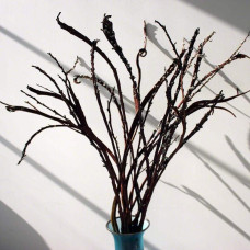 Верба удинська Секка | Salix udensis Sekka | Ива удская Секка