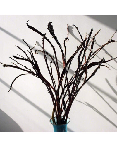 Верба удинська Секка | Salix udensis Sekka | Ива удская Секка