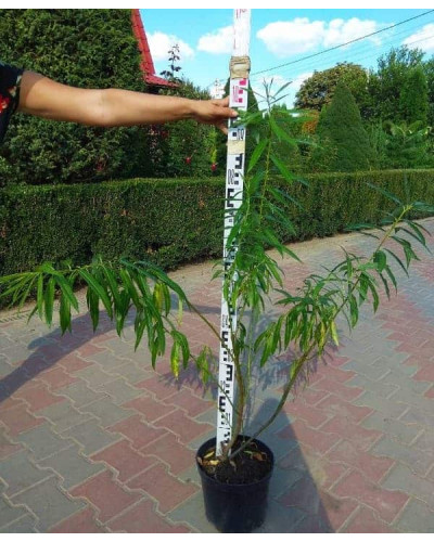Верба удинська Секка | Salix udensis Sekka | Ива удская Секка