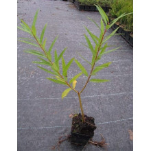 Верба удинська Секка | Salix udensis Sekka | Ива удская Секка