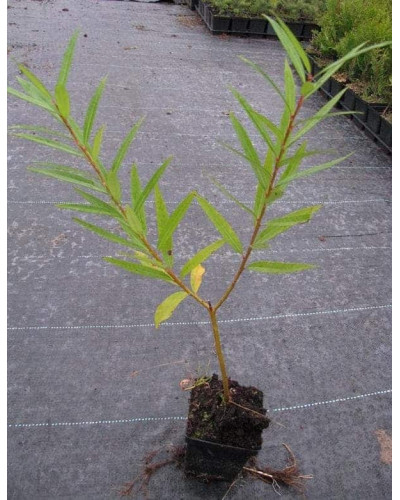 Верба удинська Секка | Salix udensis Sekka | Ива удская Секка