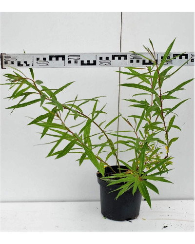 Верба удинська Секка | Salix udensis Sekka | Ива удская Секка