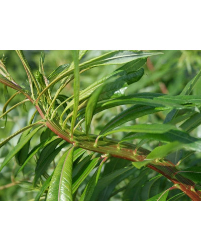 Верба удинська Секка | Salix udensis Sekka | Ива удская Секка
