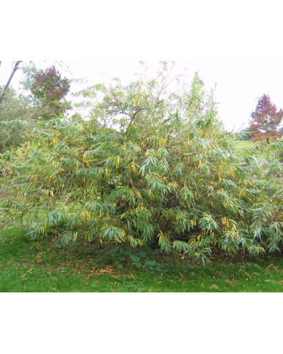 Верба удинська Секка | Salix udensis Sekka | Ива удская Секка