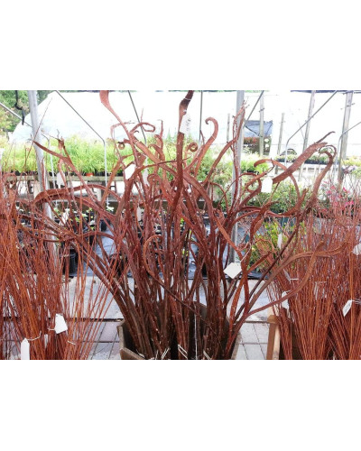 Верба удинська Секка | Salix udensis Sekka | Ива удская Секка