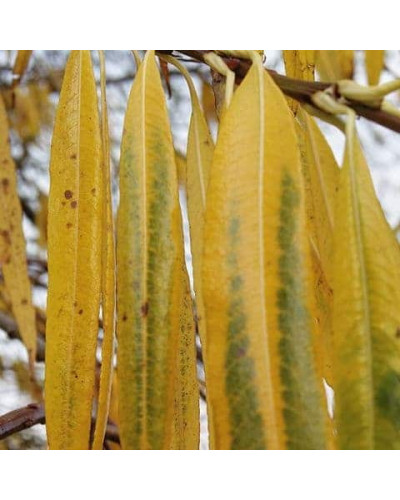 Верба удинська Секка | Salix udensis Sekka | Ива удская Секка