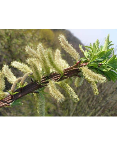 Верба удинська Секка | Salix udensis Sekka | Ива удская Секка