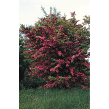 Глід звичайний / колючий Пол Скарлет (кущ) | Crataegus x media Paul’s Scarlet (bush) | Боярышник обыкновенный / колючий Пол Скарлет (куст)