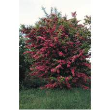 Глід звичайний / колючий Пол Скарлет (кущ) | Crataegus x media Paul’s Scarlet (bush) | Боярышник обыкновенный / колючий Пол Скарлет (куст)