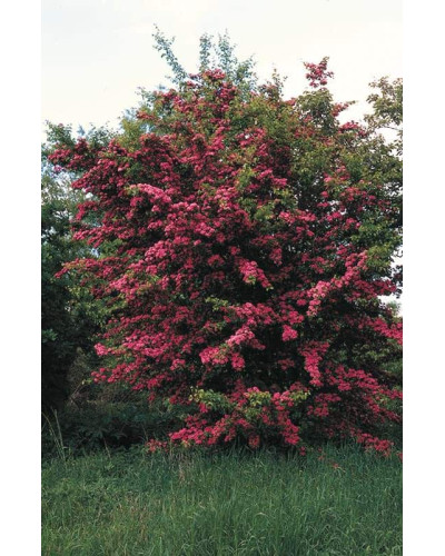 Глід звичайний / колючий Пол Скарлет (кущ) | Crataegus x media Paul’s Scarlet (bush) | Боярышник обыкновенный / колючий Пол Скарлет (куст)