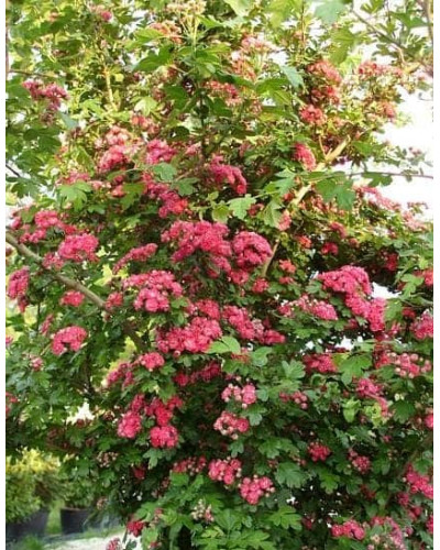 Глід звичайний / колючий Пол Скарлет (кущ) | Crataegus x media Paul’s Scarlet (bush) | Боярышник обыкновенный / колючий Пол Скарлет (куст)