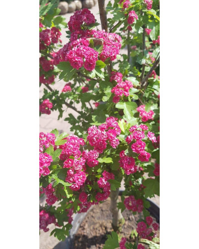 Глід звичайний / колючий Пол Скарлет (кущ) | Crataegus x media Paul’s Scarlet (bush) | Боярышник обыкновенный / колючий Пол Скарлет (куст)