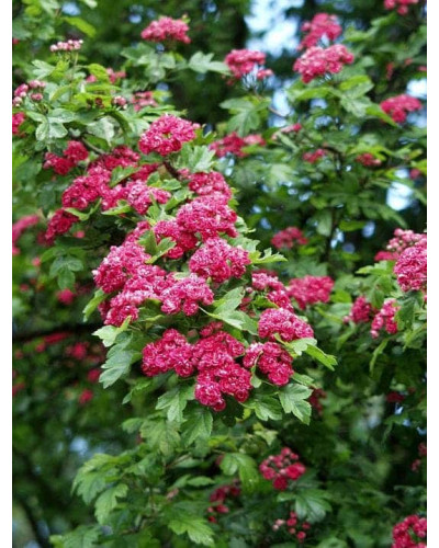 Глід звичайний / колючий Пол Скарлет (кущ) | Crataegus x media Paul’s Scarlet (bush) | Боярышник обыкновенный / колючий Пол Скарлет (куст)