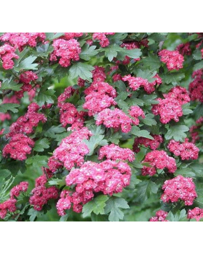 Глід звичайний / колючий Пол Скарлет (кущ) | Crataegus x media Paul’s Scarlet (bush) | Боярышник обыкновенный / колючий Пол Скарлет (куст)