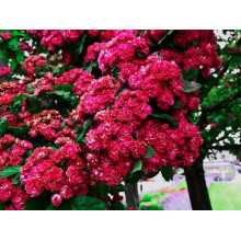 Глід звичайний / колючий Пол Скарлет (кущ) | Crataegus x media Paul’s Scarlet (bush) | Боярышник обыкновенный / колючий Пол Скарлет (куст)
