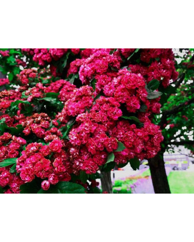 Глід звичайний / колючий Пол Скарлет (кущ) | Crataegus x media Paul’s Scarlet (bush) | Боярышник обыкновенный / колючий Пол Скарлет (куст)