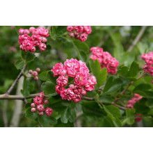 Глід звичайний / колючий Пол Скарлет (кущ) | Crataegus x media Paul’s Scarlet (bush) | Боярышник обыкновенный / колючий Пол Скарлет (куст)