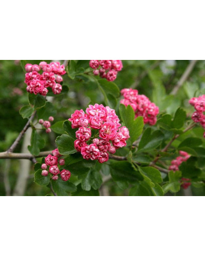 Глід звичайний / колючий Пол Скарлет (кущ) | Crataegus x media Paul’s Scarlet (bush) | Боярышник обыкновенный / колючий Пол Скарлет (куст)