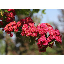 Глід звичайний / колючий Пол Скарлет (кущ) | Crataegus x media Paul’s Scarlet (bush) | Боярышник обыкновенный / колючий Пол Скарлет (куст)