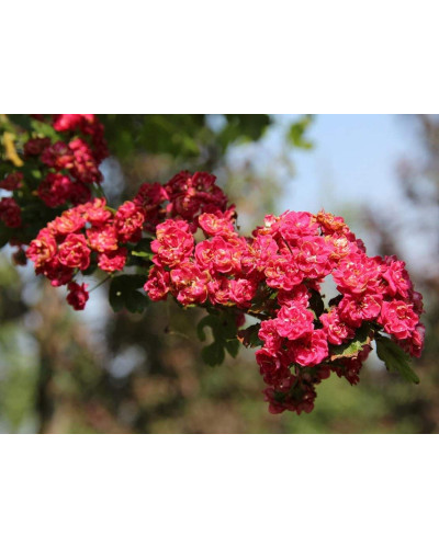 Глід звичайний / колючий Пол Скарлет (кущ) | Crataegus x media Paul’s Scarlet (bush) | Боярышник обыкновенный / колючий Пол Скарлет (куст)