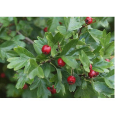 Глід звичайний / колючий Пол Скарлет (кущ) | Crataegus x media Paul’s Scarlet (bush) | Боярышник обыкновенный / колючий Пол Скарлет (куст)