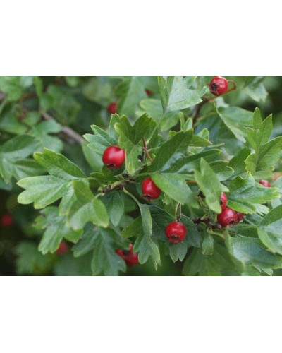 Глід звичайний / колючий Пол Скарлет (кущ) | Crataegus x media Paul’s Scarlet (bush) | Боярышник обыкновенный / колючий Пол Скарлет (куст)