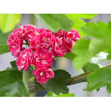 Глід звичайний / колючий Пол Скарлет (кущ) | Crataegus x media Paul’s Scarlet (bush) | Боярышник обыкновенный / колючий Пол Скарлет (куст)