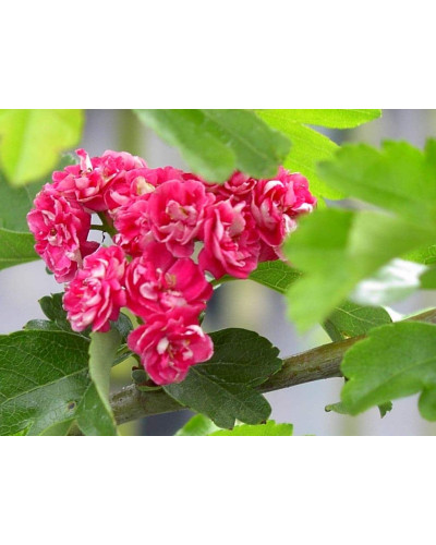 Глід звичайний / колючий Пол Скарлет (кущ) | Crataegus x media Paul’s Scarlet (bush) | Боярышник обыкновенный / колючий Пол Скарлет (куст)