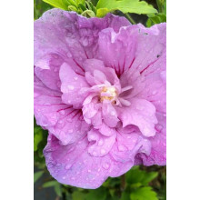Гібіскус сірійський Арденс | Гибискус сирийский Арденс | Hibiscus syriacus Ardens